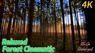 Relaxed Forest Cinematic 4K with Chillsound - #mylipo #bonkapower #hglrc #teammaniacs #tmotor