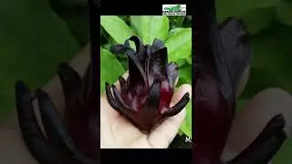 Сорта щавеля Roselle