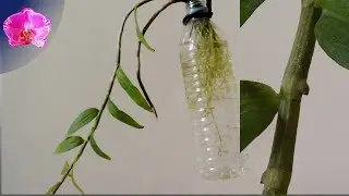 ➑Orchid in full water culture-hydroponic【Dendrobium aphyllum】