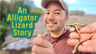 An Alligator Lizard Story