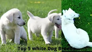 Top 5 White Dog Breeds || White Dogs|| #shorts