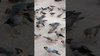 maina chidiya / myna bird / mynah bird #birds #bird #sparrow #birdlovers #birdslover