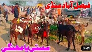 Bakra Mandi Faisalabad Mandi mein bahut khubsurat bacchon wali bakriyan breeder zafar Bakra TV 
