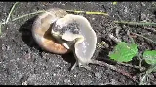 &Eacute;ti csiga mozg&aacute;sa (hasl&aacute;b)