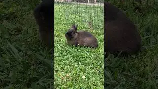 Chillin with the bunny | Subscribe for more bunny vibes and content #music #chill #lofi #bunny