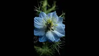 Nigella Blooming Timelapse | Symbol of Delicate Love and Dreamlike Beauty