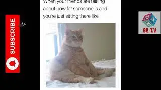 Cats memes || Funny cats Memes2020|| Funny videos