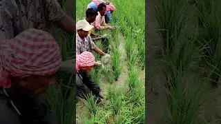 Proper Weeding in Paddy Field #shorts