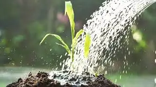 Hands watering young plants growing in germination