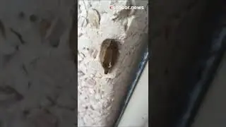 Похожи на миниатюрных ползающих котят
