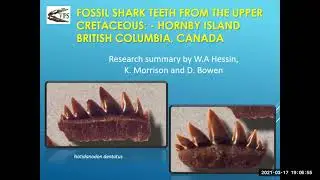 Fossil Shark Teeth from the Upper Cretaceous of Hornby Island, British Columbia, Canada.