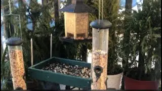 Porch Birds Feeding of Jersey #stream