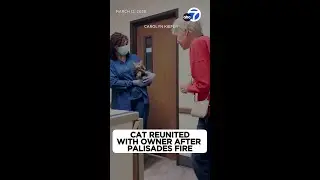 Cat reunited with owner 2 months after Palisades Fire