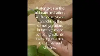 Fresh Aloe Vera Leaf - Hydrating Hair Treatment 🪴
