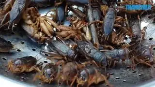 C&acirc;u dế cơm bằng kiến b&ograve; nhọt độc đ&aacute;o ở Đồng Nai