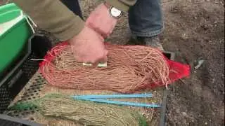 Plantation de l'asperge