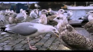 Argentatus Herring Gull in December