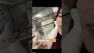 Cat Videos For Cats To Watch😂😻🙀#cat #cat #catvideos #funnyanimals #cuteanimal #petshub #shorts