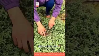 CRAFTING SKILL 🌱 trim it in 5 sec ✂️ #gardentips #craftskills #shorts