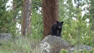 Mama Black Bear & two Cubs_Yellowstone NP_The last day  30 May 2024