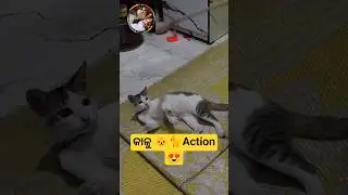 କାଳୁ 🐈 🐈Playing#cat #music #funny#trendingvideo #trendingreels#animals @Jeet742#cartoon #bhoot
