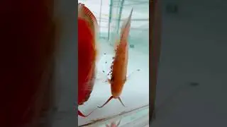Discus Fish Babies 😍😍😍 #shorts #shortsvideo #shortvideo #discus #fish #aquarium #aquariumhobby