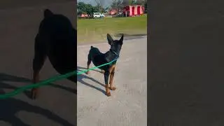 Miniature pinscher dog mb9357302307#viralvideo #youtubeshorts #puppy #Min pin#trendingreels