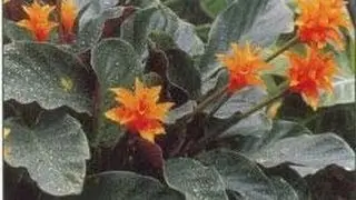 Plantes d'appartement - Jardinage d'intérieur, rempotage, entretien, arrosage