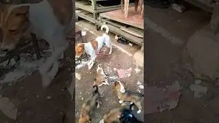 #subscribe #dog #doglife #video dog bachche ka video 👍🙏🙏🙏🌺