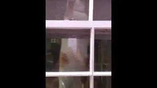 Cat try to break in-house