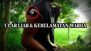 Ular belang saya eksekusi dengan dramatis