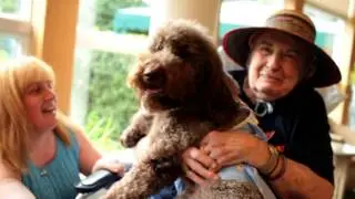 American Humane Association Hero Dog Awards - 2012 Finalists - Stella | Hallmark Channel