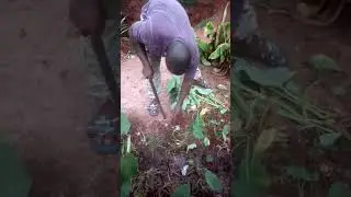How to plant/grow water yam at home