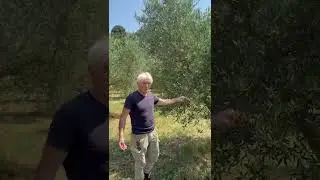 La Minuta di Chiusi di Azienda Agricola Bruno Rossi