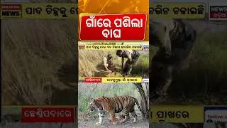 ଗାଁରେ ପଶିଲା ବାଘ | Tiger Pugmarks Found In Angul Forest, Dept On Alert Odia News Odia Shorts