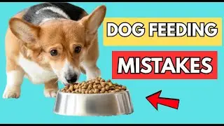 🚨 STOP Doing This! ❌ 10 Dog Feeding Mistakes That Could Lead to Major Health Issues! 🐶!
