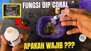 HAMA FLATWORM KELUAR SEMUA ! PENTINGNYA DIP CORAL SEBELUM MASUK KE AQUARIUM KITA !