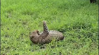 Musina Playing 