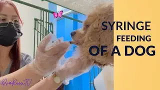 SYRINGE FEEDING OF A CONFINED DOG