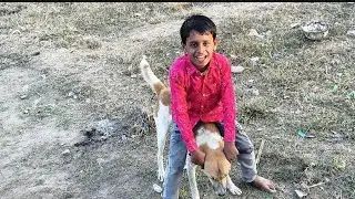 कुत्ते से छेड़खानी पड़ गया भारी