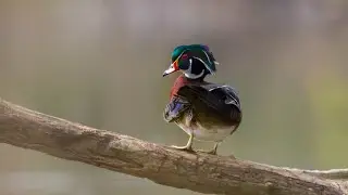 Photographing Birds and Wildlife At A Local Park