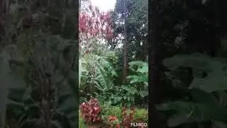 Silver Brook Estate Homestay Coorg
