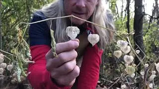 Wild Forage: Ground Cherry Chutney