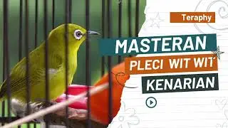 PLECI NEMBAK WIT WIT KENARIAN SUARA JERNIH ‼️