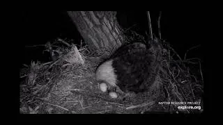 Decorah Bald Eagles 3/15/2023 8.31pm Egg roll (courtesy of explore.org
