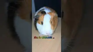 The cutest ginuea pig ever