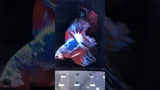 world amazing Unique beautiful Betta fish collection | best betta fish colors
