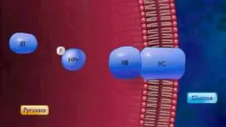 Active Transport by Group Translocation Animation Video