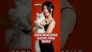 Cara memegang kucing yang benar #catlovers #kucing #kucinglucu #cat
