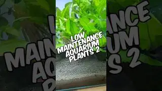 The Best Low-Maintenance Aquarium Plants For Your Fish Tank 2!